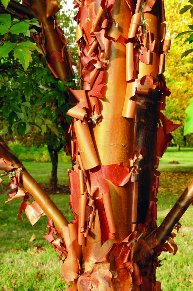 50亩山地种什么经济效益好,山东适合种的水果树种植