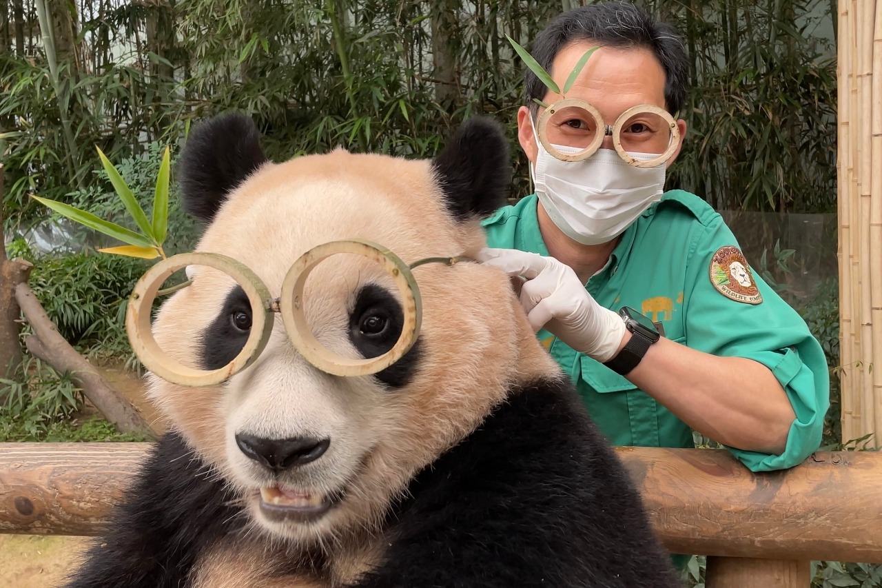 福宝和香香熊猫,熊猫丫丫在美国受到什么待遇