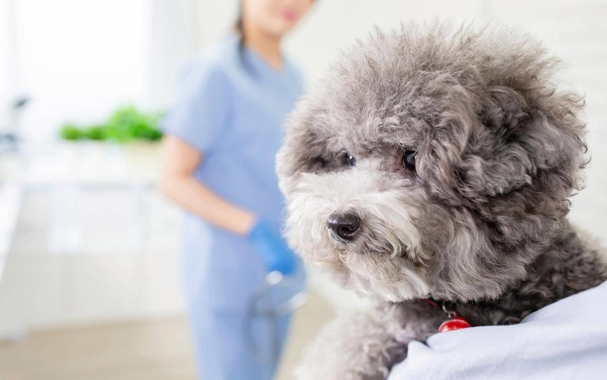 泰迪牙齿快要掉了能拔掉么,泰迪4个月牙齿长什么样子