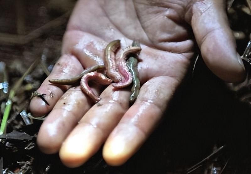 刷新对福建菜的认知，这两款“海虫菜”，有哪个敢尝试一下？