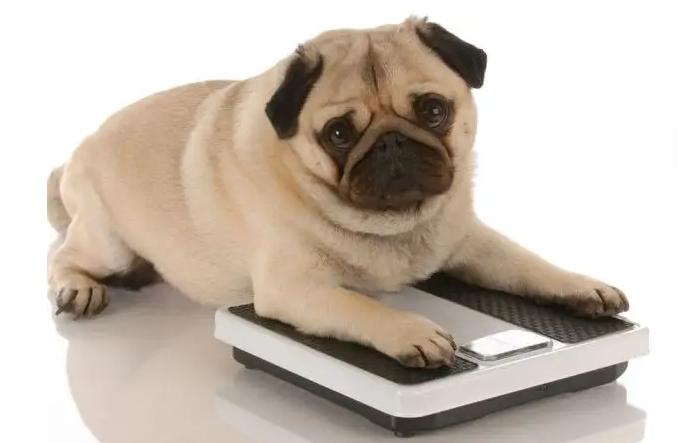 黑心狗厂逼迫反复生育至瘫痪的哈士奇，被拯救后活成了小公主