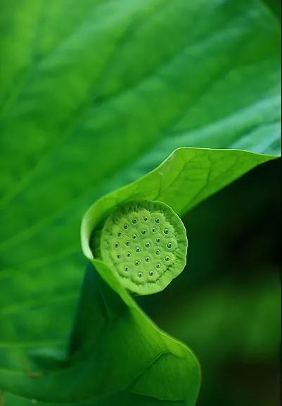 漂亮美丽的荷花壁纸,雨中荷花壁纸荣盛城