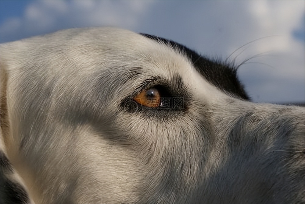 怎么自己在家给狗狗体检,在家给狗狗做检查