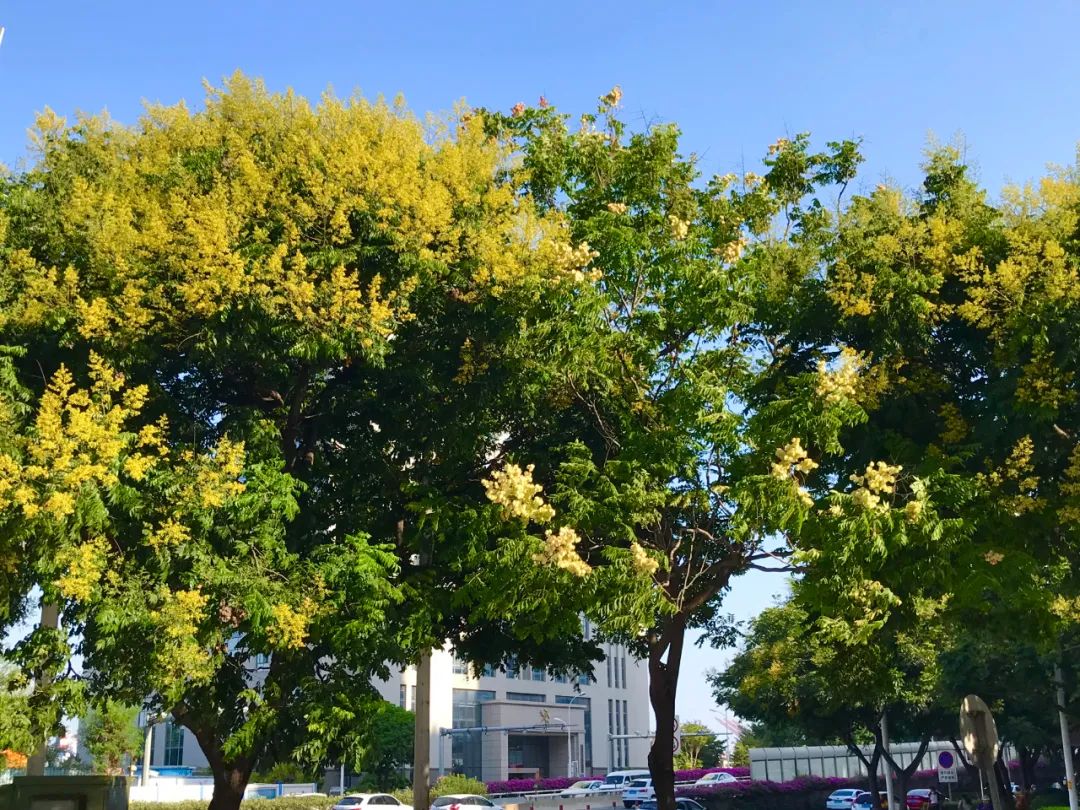 厦门花海景点最新,厦门最近的花海