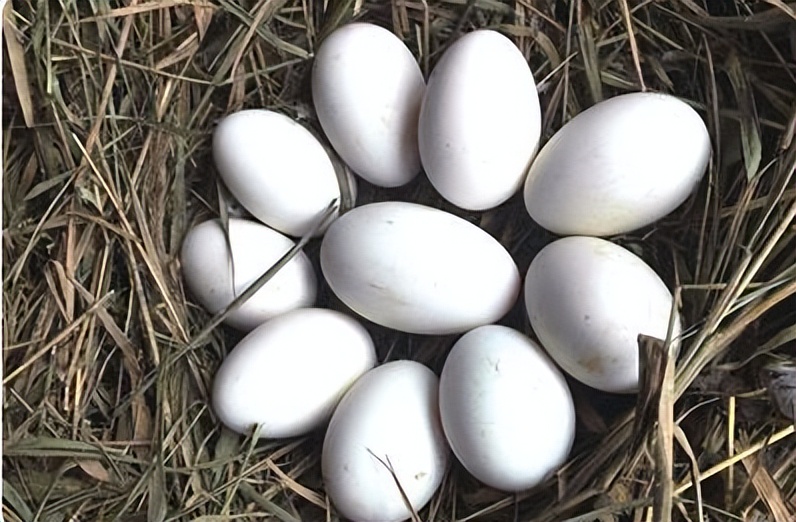 鹅下软壳蛋有什么功效,鹅软壳蛋补什么