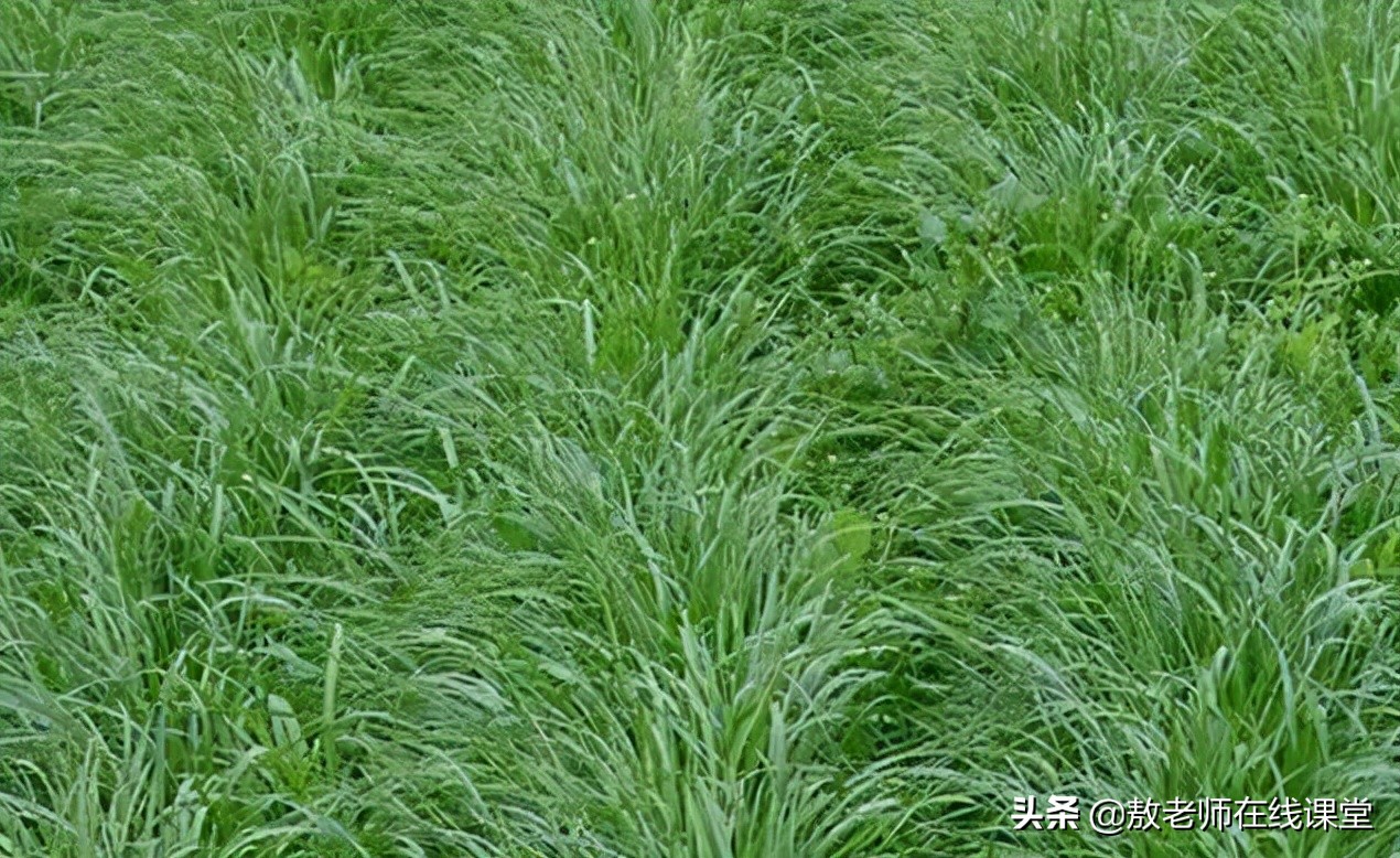 草坪园林景观设计,园林景观和草坪景观区别