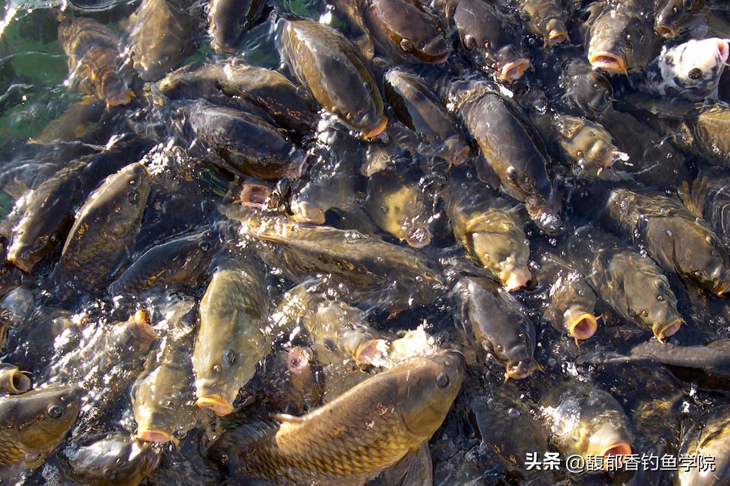 诱鱼剂正确使用方法,诱鱼最快最有效的饵料