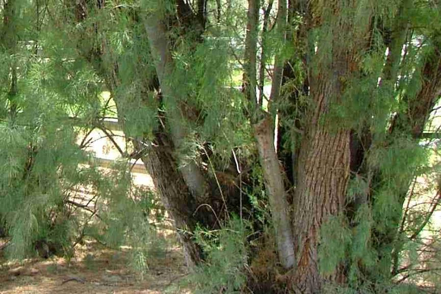 迪拜适合养什么植物,迪拜常见花草