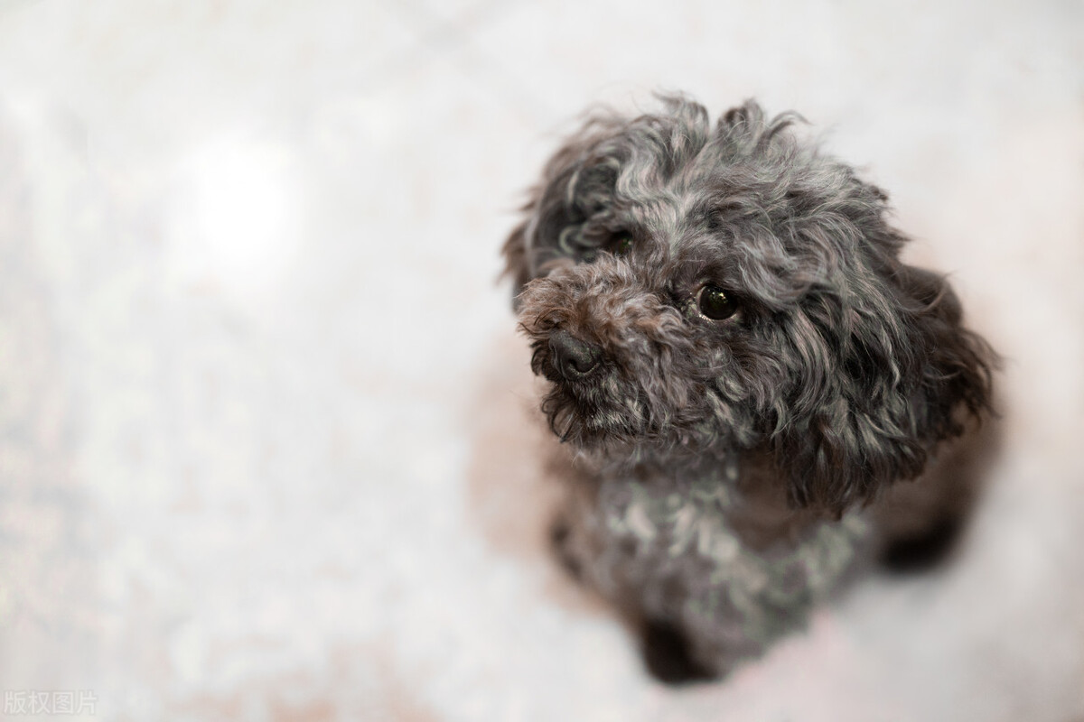 泰迪怀孕45天大便变稀,三个月泰迪大便先干后稀