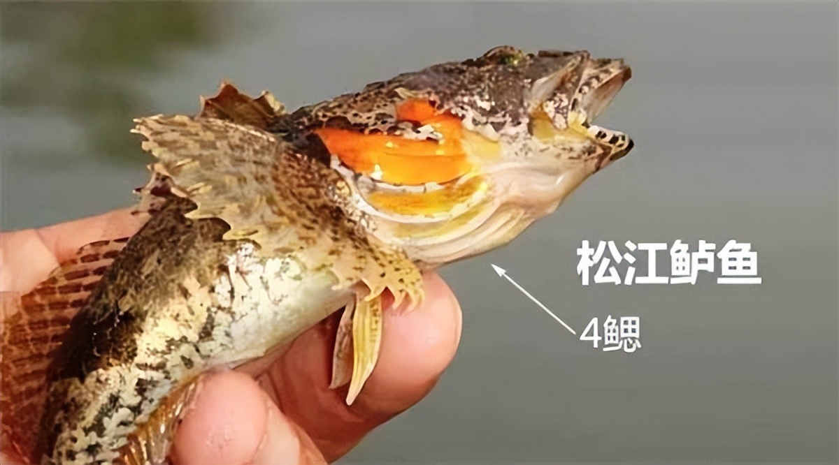 淡水鱼排行榜前十名价格,国内常见淡水鱼价格排行