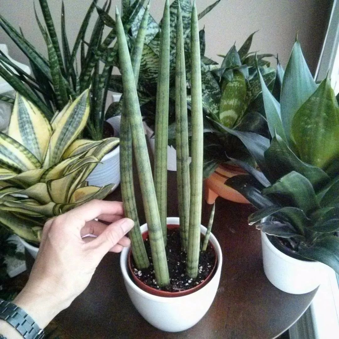 适合室内的盆栽绿植推荐,6种高大美观的大型室内盆栽绿植