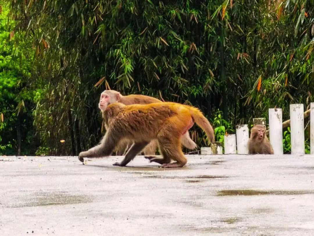 四川沐川竹海旅游攻略,走进沐川竹海