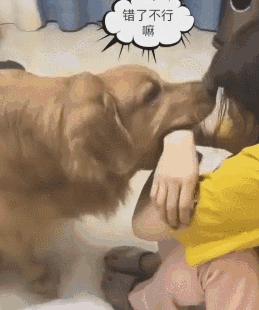 狗界五虎上将,盘点狗界6大“粘人精”