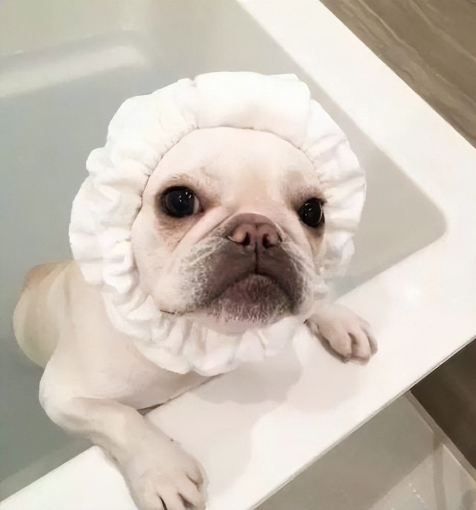 什么狗好驯服不咬人便宜还能看家,什么狗最适合老年人饲养