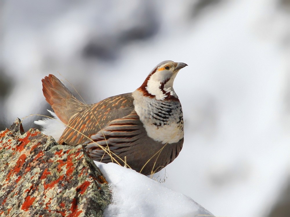 探秘：天山山脉中的动物，世界遗产背后的生命奇迹，宝藏之地！