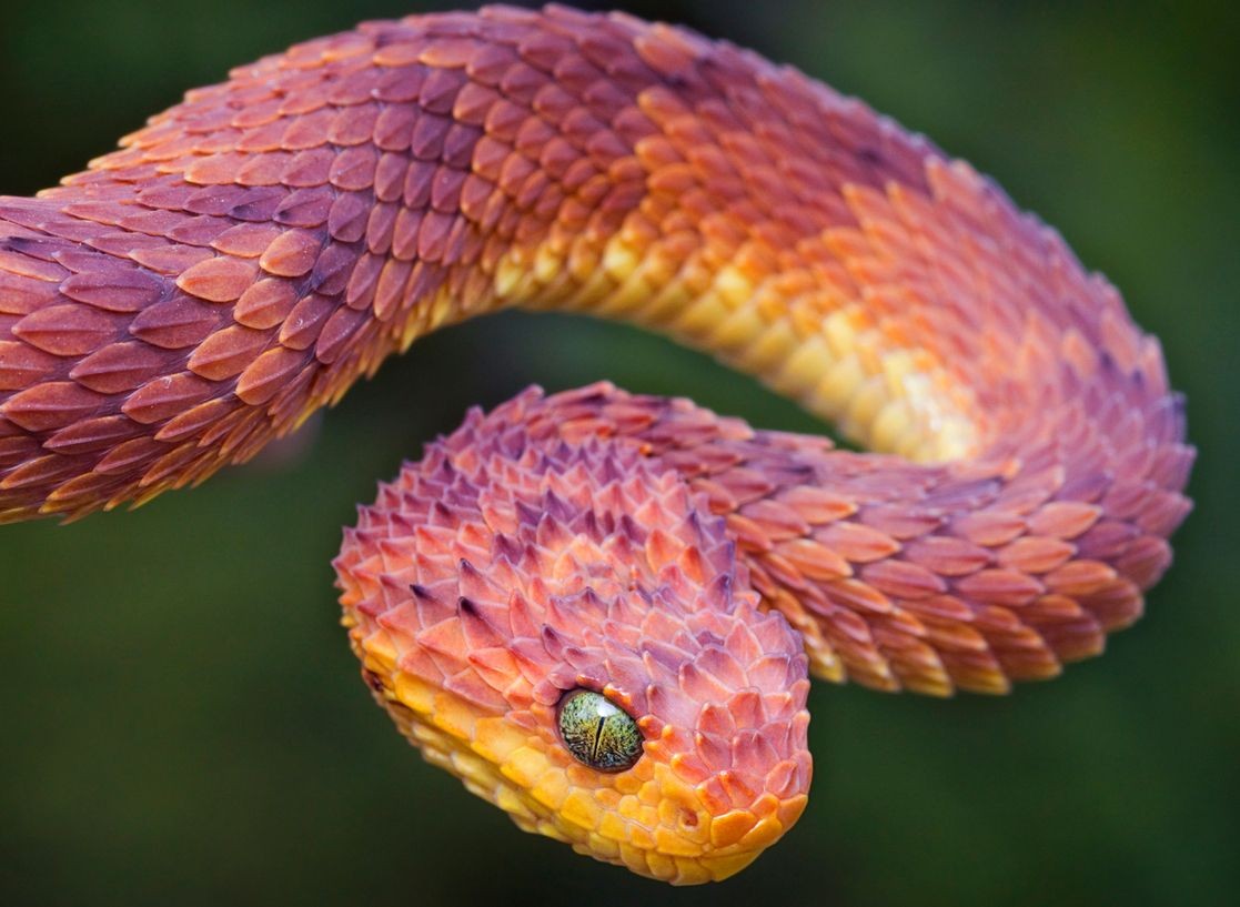 与蛇同吃同住？“中国第一蛇村”养300万条蛇，蛇王靠它收入千万