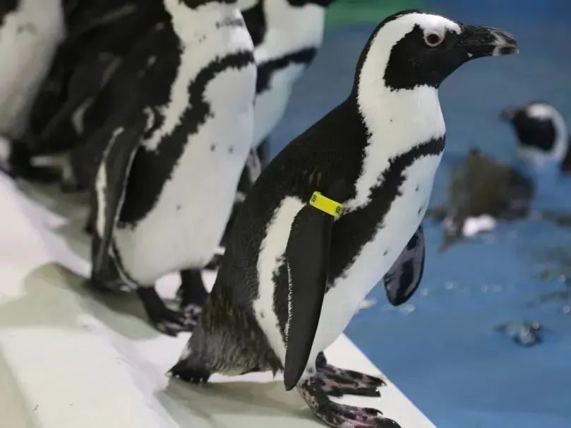 母亲节蜜雪冰城送什么,哈尔滨母亲节推荐好地方