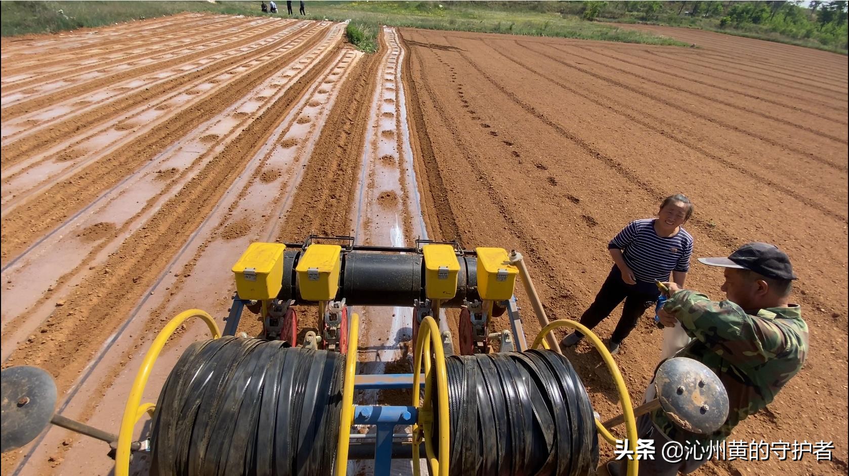 最美职工化身谷子田里“新农人”--公司超千亩连片基地春播掠影