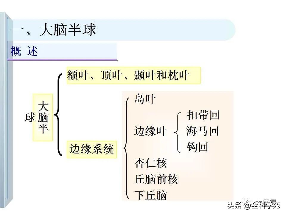 神经系统的影像与解剖定位,最全神经解剖图