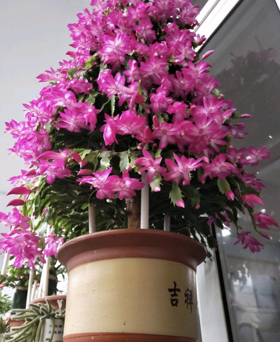 什么花便宜好养寓意好,春节哪种花最便宜最好看