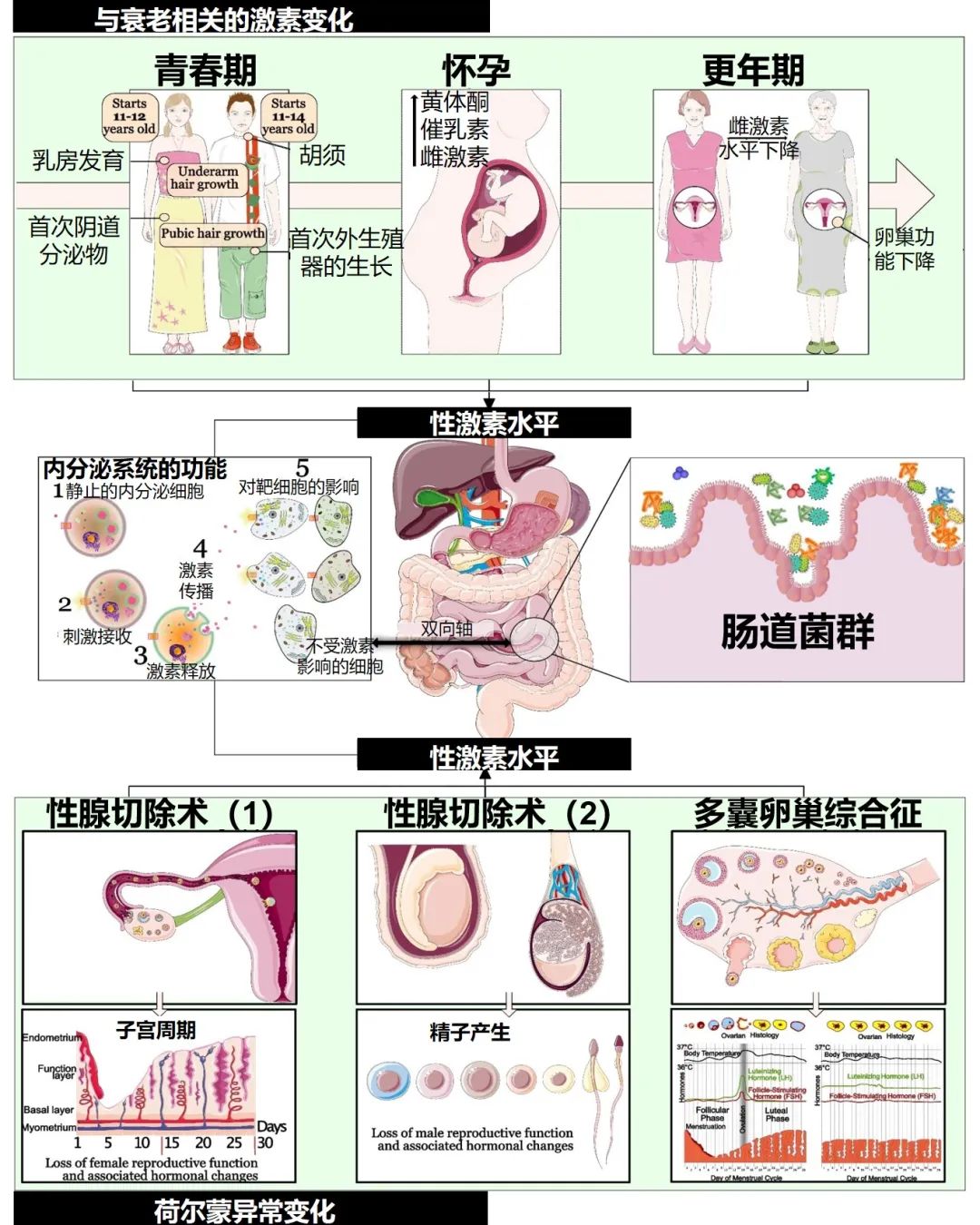肠道菌群、性激素与疾病：探索它们的交互作用