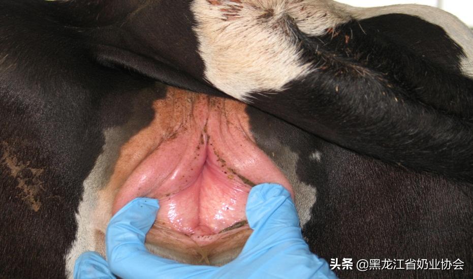 奶牛受孕怎么查,如何鉴定奶牛的好坏