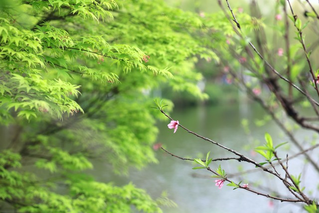 清明时节雨纷纷又是一年清明时,清明时节雨纷纷清明祭扫文明先行