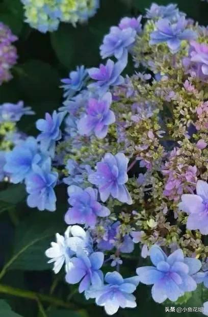 有一种花很好看但是很臭,名字很难听却很漂亮的花