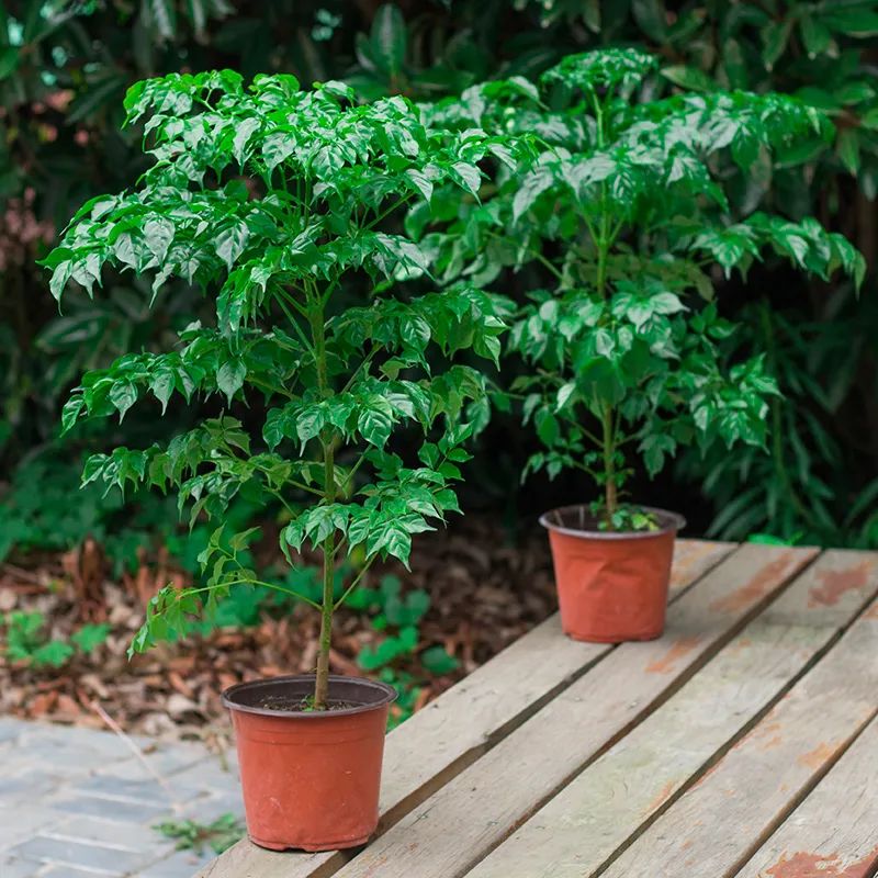 幸福树叶子掉了怎么再长茂盛,幸福树爱掉叶怎么办