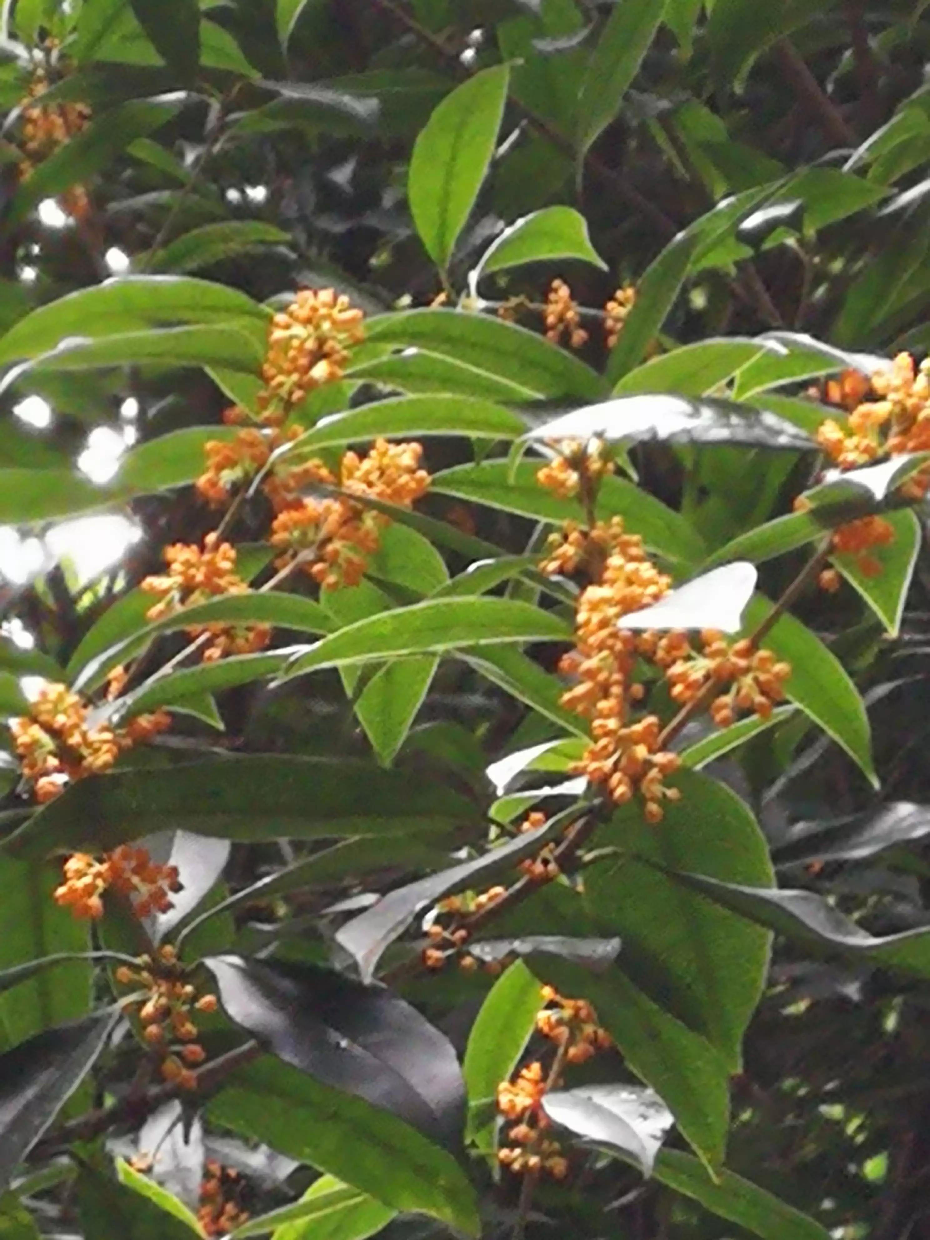 丹桂飘香中秋月,中秋月圆丹桂飘香