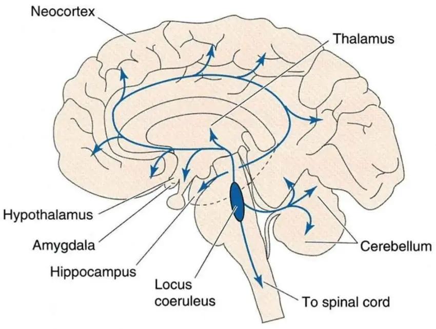 脑科学教育孩子,脑科学训练儿童专注力