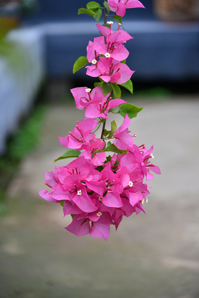 适合春季赏花的花,视觉盛宴五种赏花名花供您选择