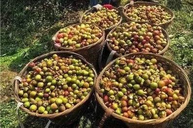 东方树油茶,茶油东方国油