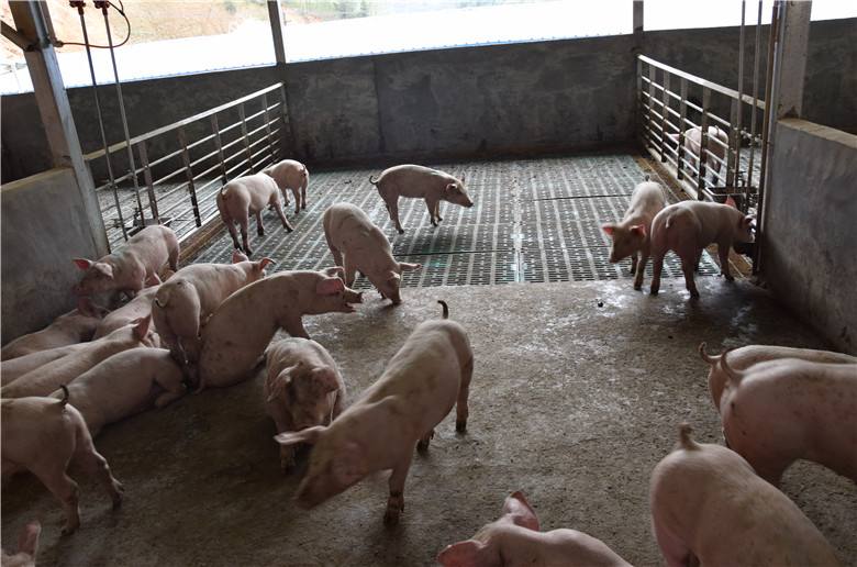 建猪舍用什么瓦便宜,猪舍如何建造省钱又好