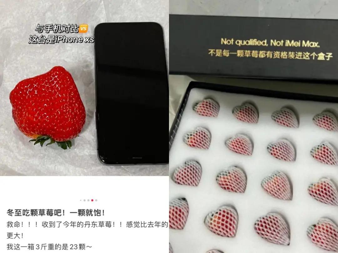 吃最贵的日本草莓,你吃过吗150元一斤的菠萝味草莓