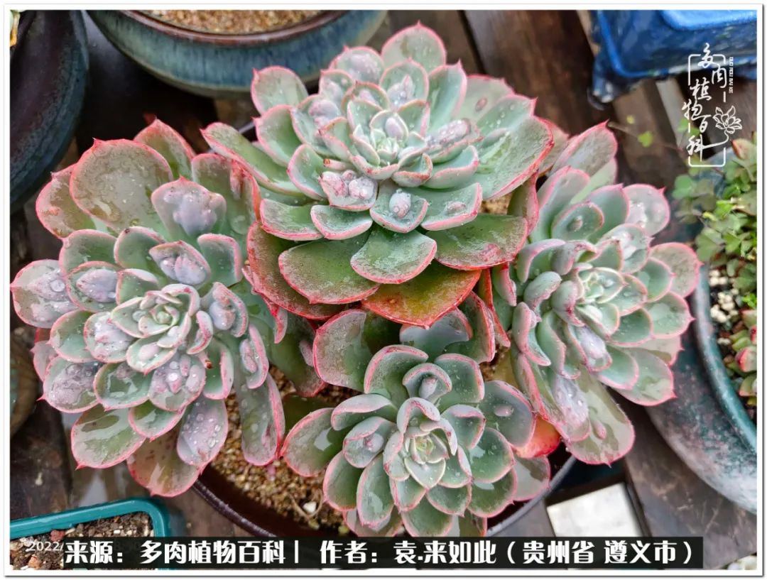 多肉和鲜花并存更养眼,最养眼的多肉品种