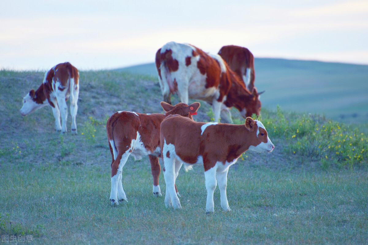 牛口腔溃疡的疾病如何鉴别诊断,牛疾病诊断治疗教学