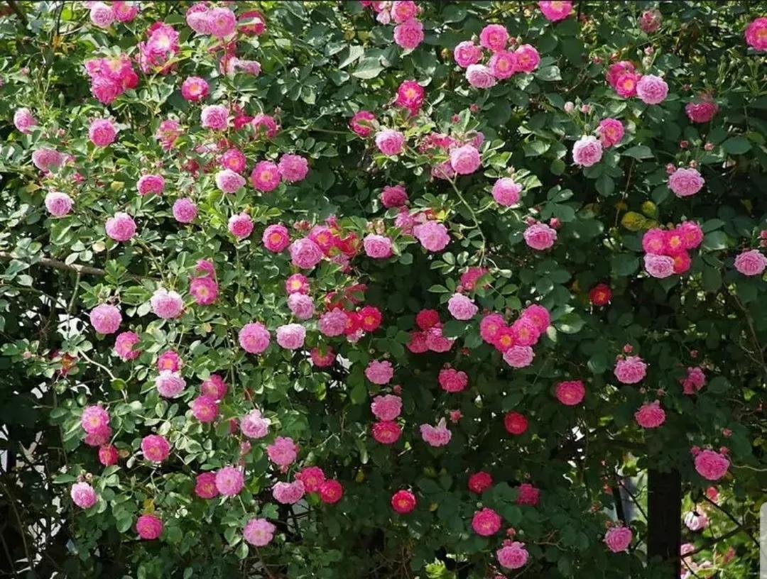 月季蔷薇玫瑰三者的区别图,蔷薇月季玫瑰的区别和联系