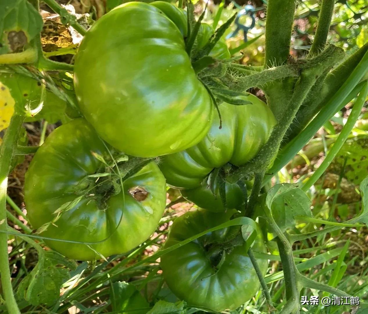 番茄转色不良用什么肥,番茄转色的六种表现