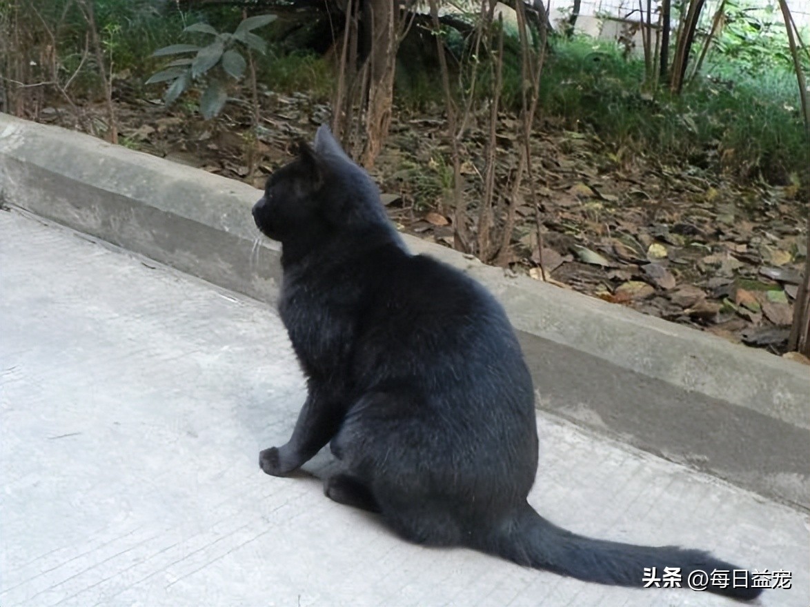 黑猫半夜炸毛扑向主人,流浪猫半夜咬主人的脸