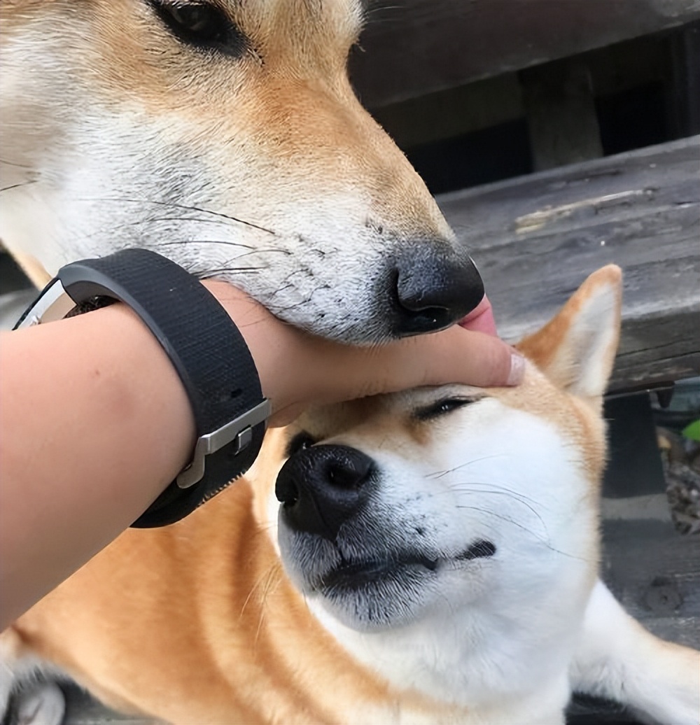 激怒狗子的方法找到了！最后一招最管用！