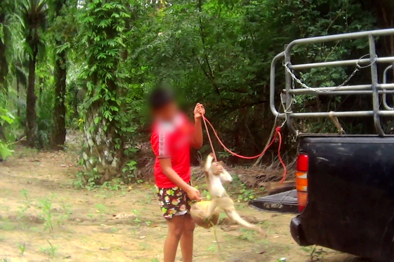 泰国农场仍用猴子摘椰子,泰国猴摘椰子死亡视频