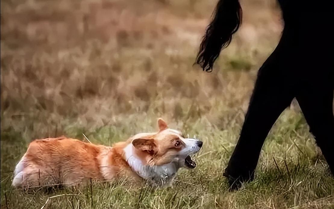 幼犬啃脚趾,幼犬咬手咬脚行为纠正方法