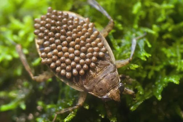 动物界中最可怕的父母们,动物界最高等和最低等