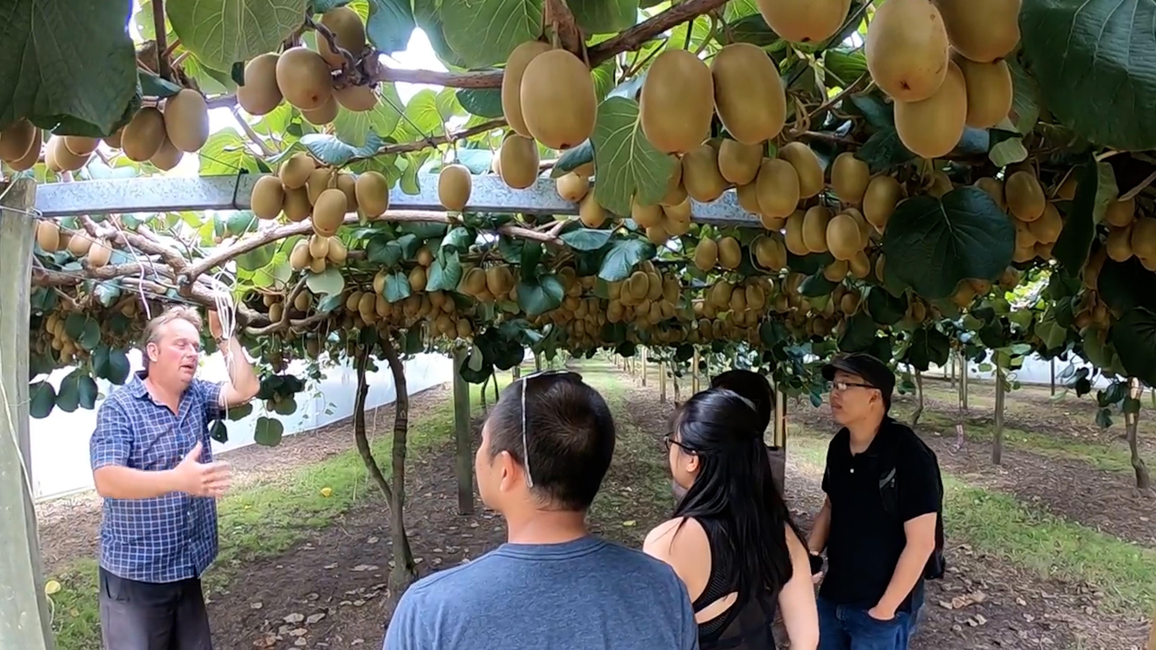 奇异王国猕猴桃,中国猕猴桃新西兰奇异果哪个好吃