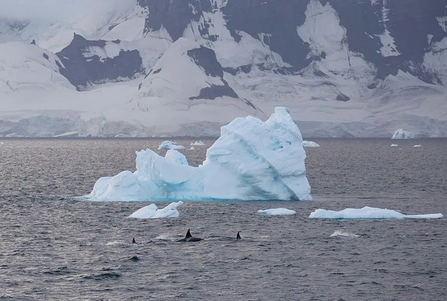 我在南极养企鹅,我在南极的日子