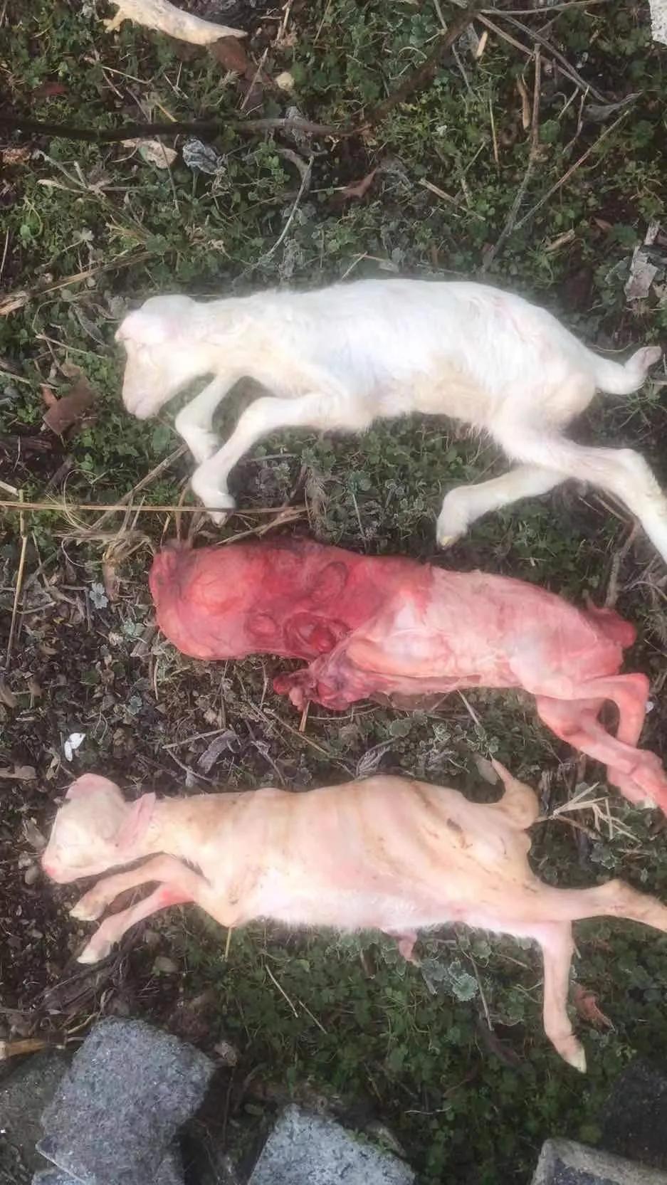 羔羊反复拉稀最有效的方法,羔羊春季拉稀怎么防治