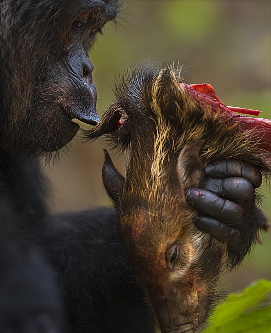 红河野猪视频,红河猪是入侵物种吗