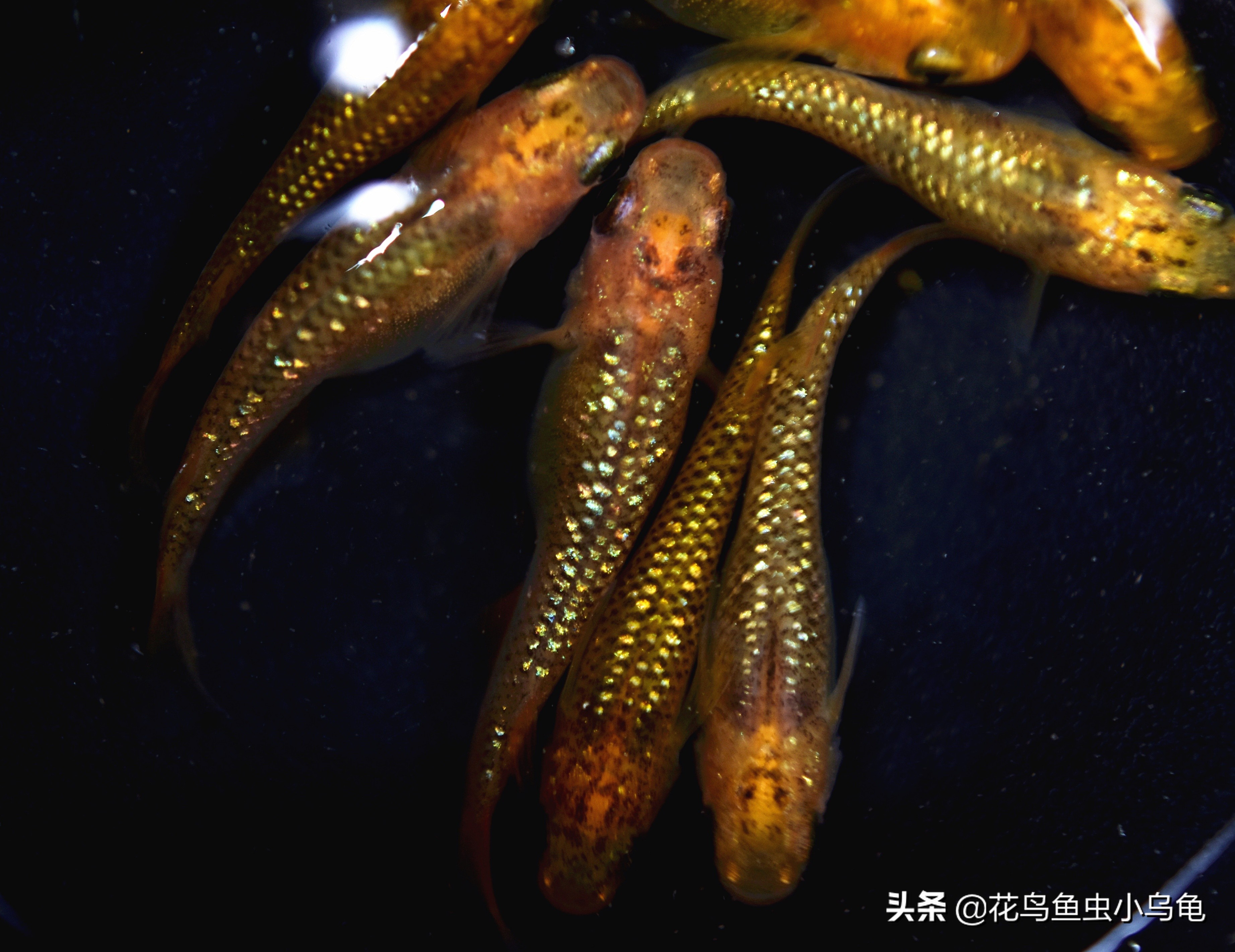 观背青鳉从卵孵化到长大需要多久,观背青鳉鱼卵如何提高孵化率