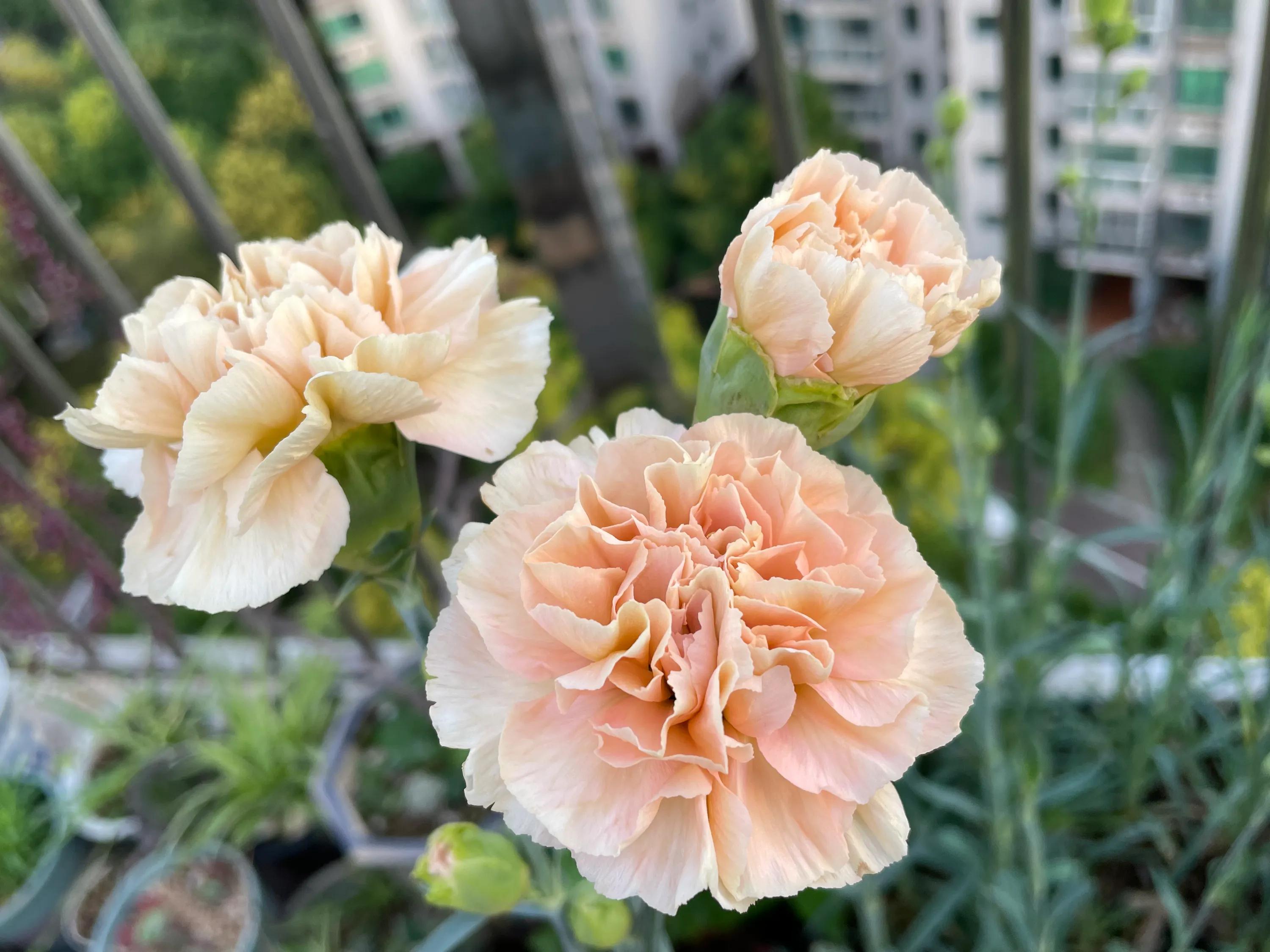 一双丝袜引发的惨案,一双袜子引发的故事